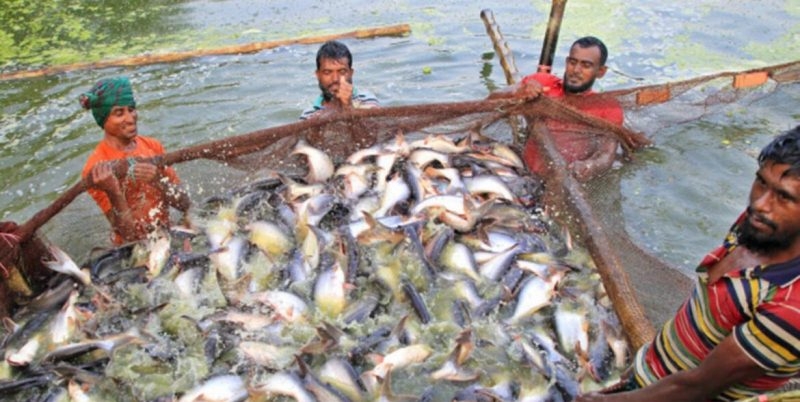 bangladesh-fish-prodution-0ae13c3695dd6c36628631e8ebf737051718341252.jpeg