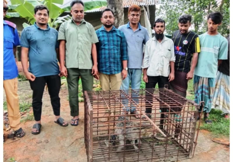 a-fishing-cat-that-strayed-into-a-house-was-caught-and-later-release-in-feni-reserved-forest-f481f3bf4bd097999ed25f8108116c321745812886.jpg