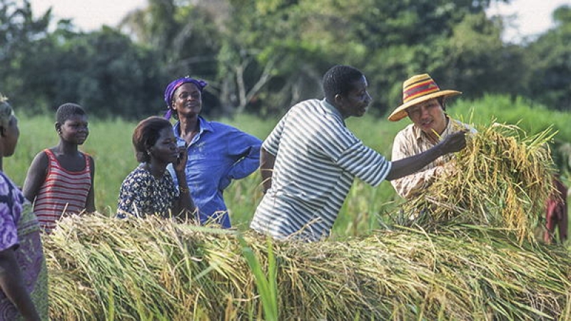 icrisat-scientists-at-a-paddy-field-97404132cbdbfb9c865a679eb4b3d5431757955241.jpg