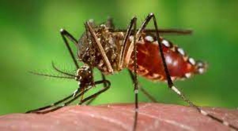 dengue-mosquito-fdb2cc5e20d98498fdcb8ec437bd07e01758642740.jpg