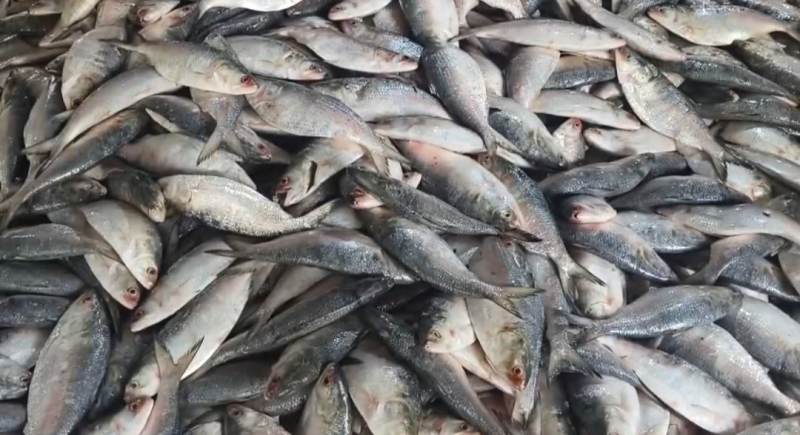 hilsa-is-abundant-at-mohipur-fish-port-in-kalapara-after-the-end-of-the-hisla-ban-on-monday-601c5be7403c65a7fae208fc82edbf501761499619.jpg