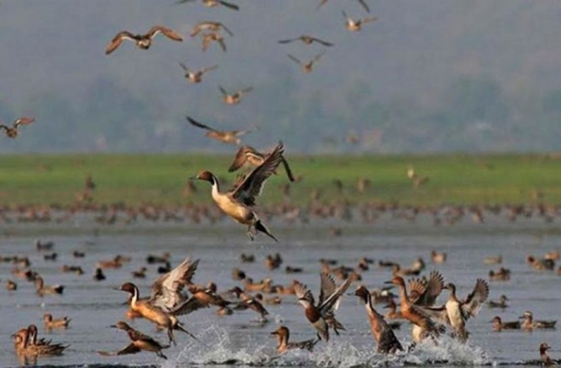 migratory-birds-that-once-used-to-flock-to-beanibazar-in-sylhet-are-rarely-seen-in-the-area-now-797617f3bc20ebf9c805590552e085bd1765165601.jpg