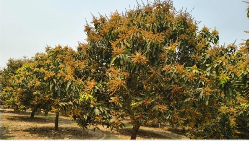 harivanga-mango-orchards-have-floured-in-rangpur-034559908b5d28d3a7bababbc8903f091773289257.jpg