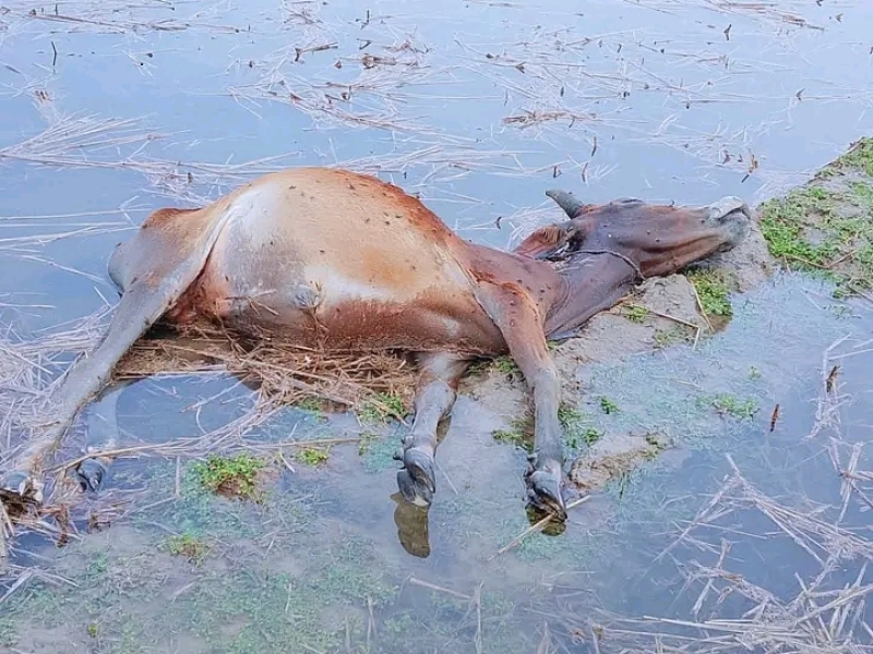 death-of-a-cow-in-thunder-strike-in-kalapara-on-thursday-29-april-2026-334f034a95660a5e833eb9895f5358ff1777484835.jpg