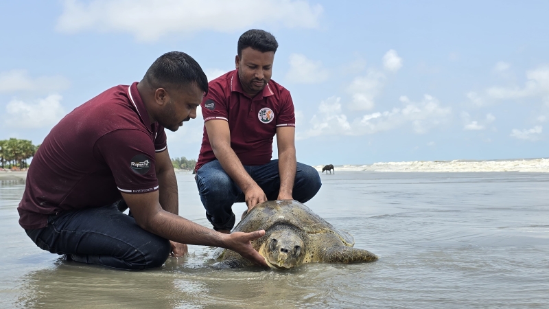 a-rare-live-olive-ridley-sea-turtle-rescued-from-kuakata-beach-e2d65388cfd0b4aa8426c416e3c8bf521779040985.jpg