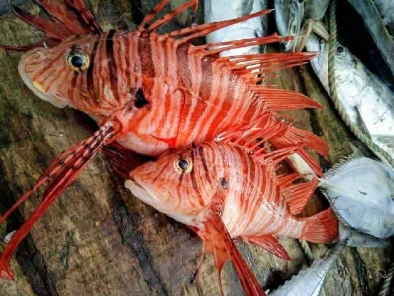 lion-fish-caught-in-the-bay-of-bengal-496770be189a02148982d6f0858e3b3b1783941665.jpg