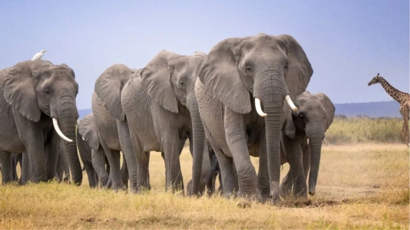 it-is-estimated-that-more-than-2000-elephants-roam-in-and-around-amboseli-national-park-in-kenya-74127b4d2e8223901d40bd92aeae55201785331584.jpg