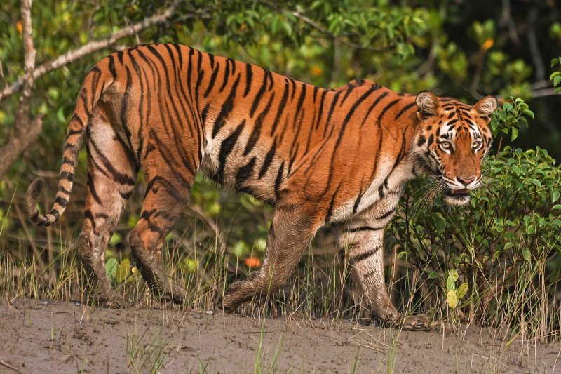 a-royal-bengal-tiger-inside-the-sundarbans-1832b1dd2e9f612f8c7db7eb0fb51bd51785387819.jpg
