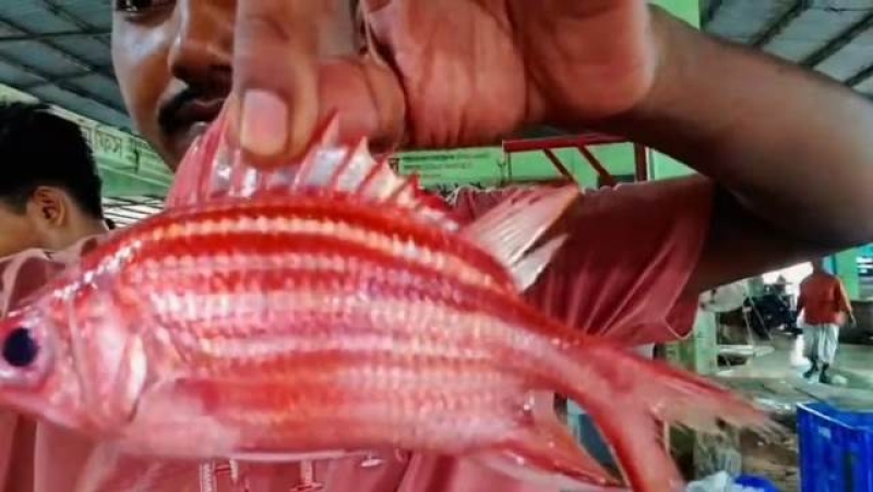 red-coat-fish-caught-in-the-fishermans-net-the-the-bay-of-bengal-f063ec7b757cd0c3ccc3e93373df0eef1785849399.jpg