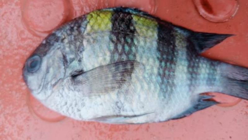 sergeant-major-figh-caught-in-the-bay-of-bengal-d226ba7b73818536461bb8dd8c20ed8f1785847253.jpg