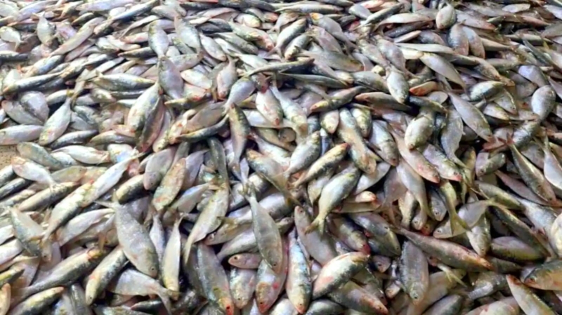 nearly-3-tons-of-hilsa-was-caught-in-one-net-in-the-bengal-on-wednesday-26-august-2026-e528e3f3e2e5b6abbc32923aa3c29db21787854009.jpg