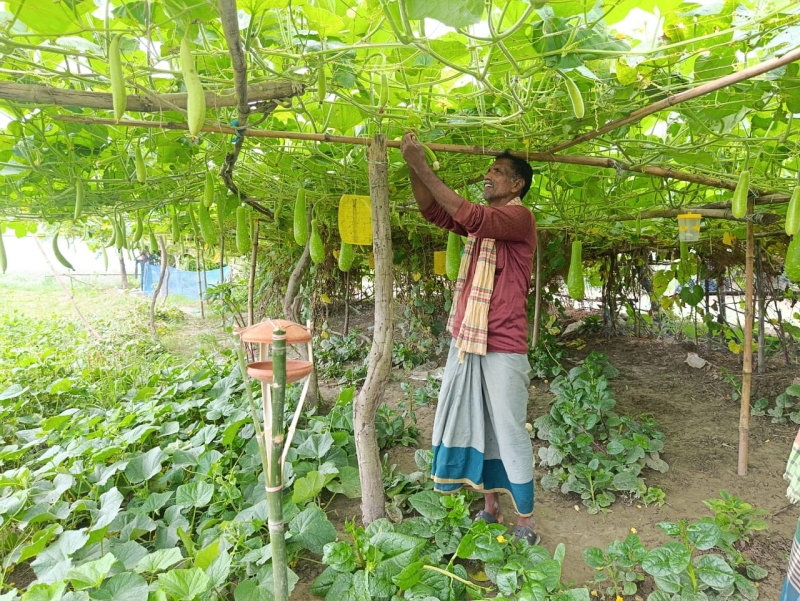 a-farmer-successfully-practicing-muiti-layer-vegetable-farming-under-agro-ecological-methods-in-once-barren-charlands-of-faridpur-bf15e82c2016464c39667b99e4f91b131788025709.jpeg