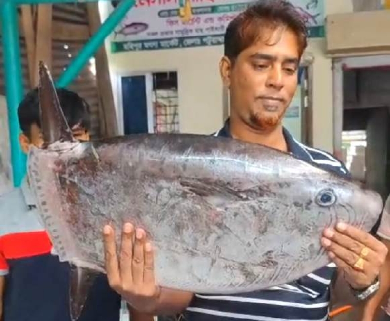 a-rare-species-of-marine-fish-slender-sunfish-has-been-caught-in-fishing-nets-in-the-deep-bay-of-bengal-adjacent-to-kuakata-in-patuakhali-67362892f35d406b921dd11036d5b5551788093111.jpg