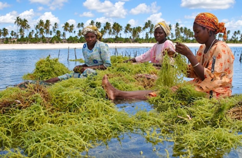 seaweed-farmers-tend-their-crop-off-zanzibar-where-rising-sea-temperatures-are-putting-pressure-on-a-vital-coastal-livelihood-according-to-the-new-copernicus-ocean-report-ed83667bbf5ec5a1acba7f1047f0812f1791193950.jpg
