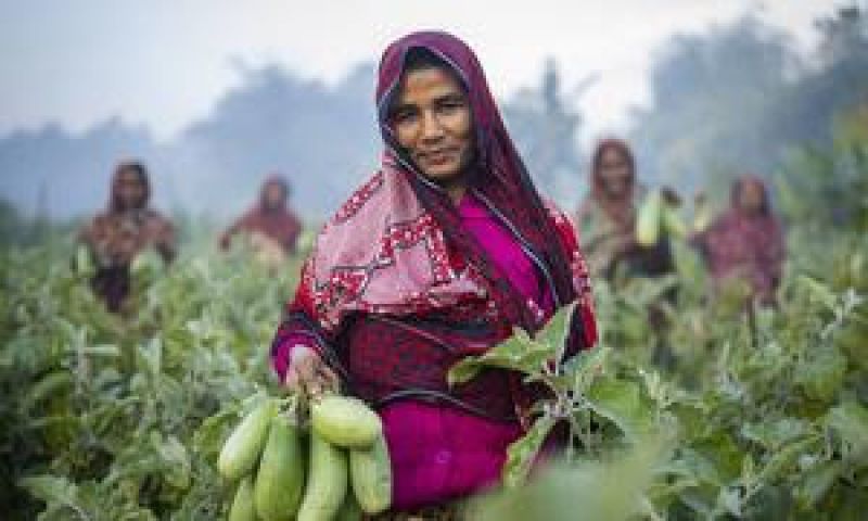 women-in-bangladesh-harvesting-brinjals-from-a-field-760f7e4fbc9406679b8f1b1076b922c91646809408.jpg