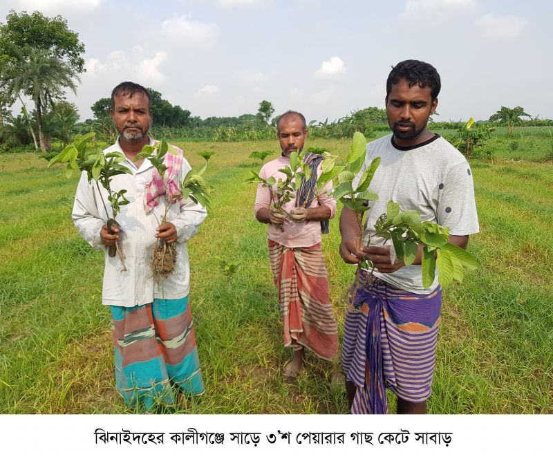 jhenaidah-kaligonj-tree-cut-photo-86a7c4571bec5447121b077a40fbd48c1653579470.jpg