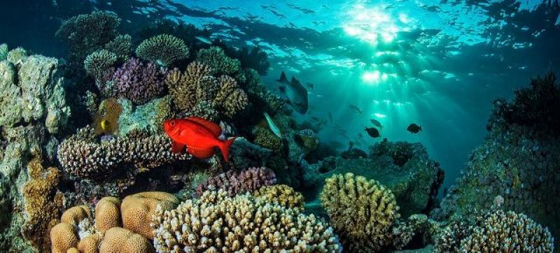 fish-swim-in-red-sea-coral-reef-974fd15eda54ba9fb42ff30a0880cc141653716847.jpg