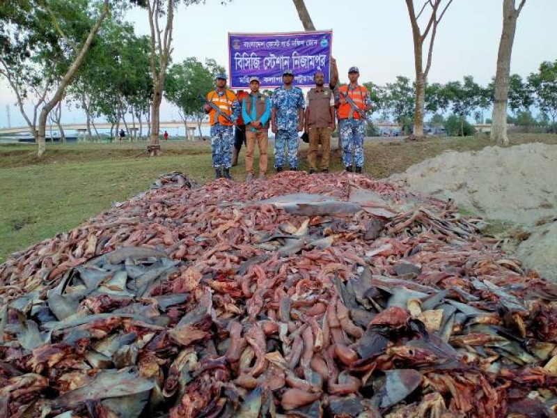 150-maunds-of-shark-and-some-other-fishes-were-seized-by-coast-guard-in-kalapara-6527232b9c4387455a3e6bc4926cc89b1679329138.jpg