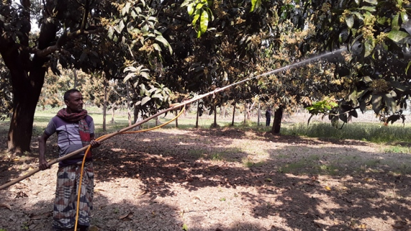a-mango-farmer-of-cnawabganj-maintaining-his-orchard-9954c40174b47a0d4f4474c40b253a731679294291.jpg
