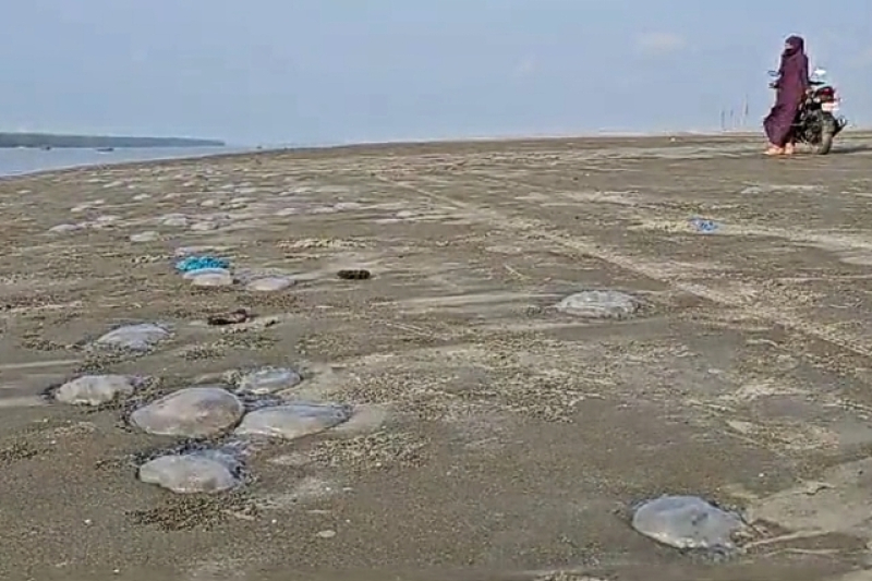 a-large-number-of-jelly-fishes-on-kuakata-beaches-surprise-tourists-fa901b130b1a23ba30c4abb9cffdbbc41711387195.jpg