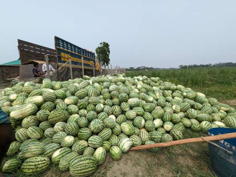 kalapara-farmers-are-not-getting-fair-price-of-watermelon-1acda7df27457a134f9ea042ed2715d21711387507.jpg