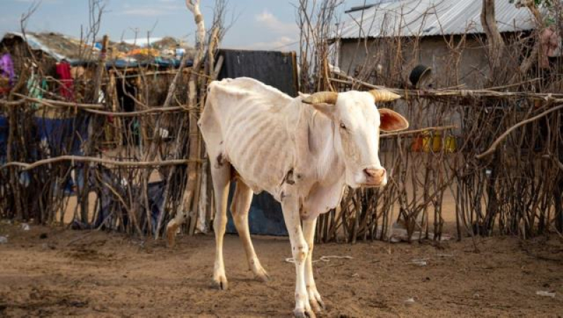 starvation-caused-by-drought-in-kenya-has-done-this-cow-5e90904c66831059b94d2e18f731c04b1714459314.jpg