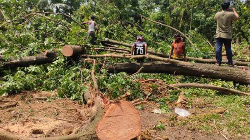 tree-felling-4ada79f50aaa119392cdfd0ee169efc51717548181.jpg