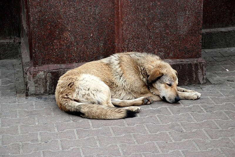 stray-dog-sleeping-in-a-street-ba4eef7dc04df90842fc26bea500b6461722155160.jpg